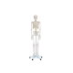 Esqueleto Humano 85 cm de Altura C/ Suporte