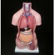 Modelo do Torso Humano