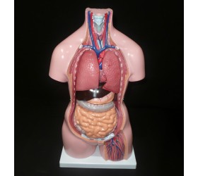 Modelo do Torso Humano