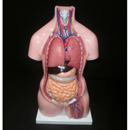 Modelo do Torso Humano