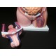 Modelo do Torso Humano